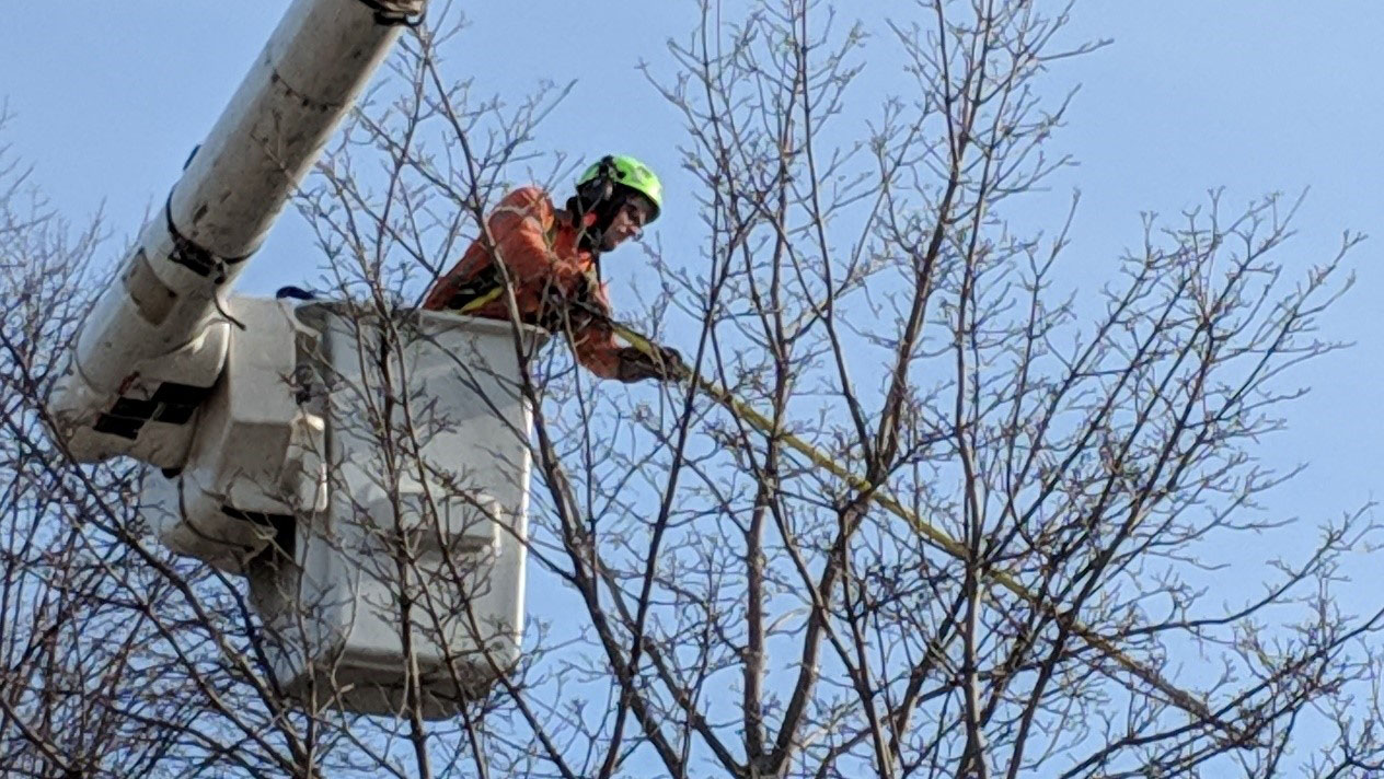 A City of Toronto Forestry staff member in a cherry picker tends to a tree.